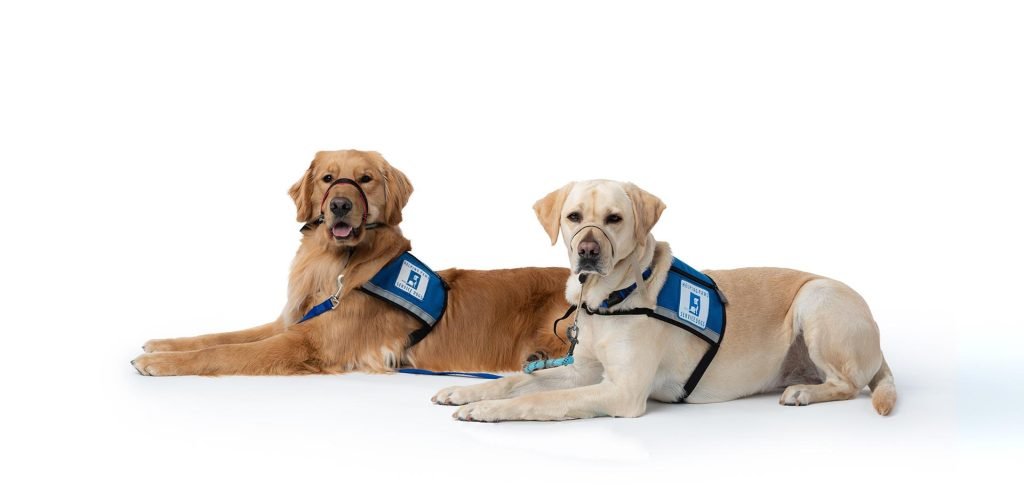 Training Therapy Dogs: Transform Lives with Love
