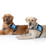 Training Therapy Dogs: Transform Lives with Love