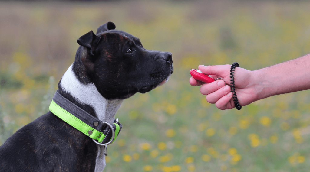 Training With a Dog Clicker: Unlock Your Dog’s Potential