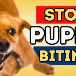 Training Your Dog Not to Bite: Effective Tips