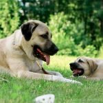 Turkish Dog Breeds: Discover Unique Canine Heritage