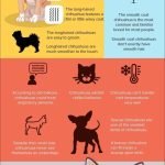 Types of Chihuahua Dog Breeds: Discover Diverse Varieties