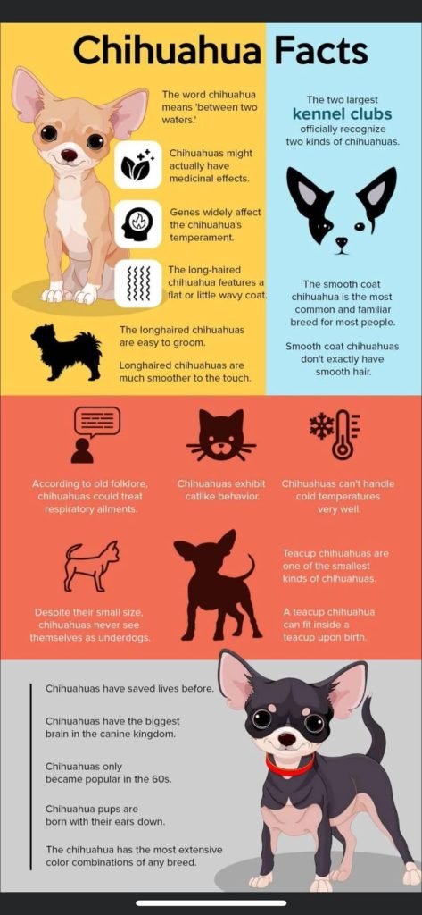 Types of Chihuahua Dog Breeds: Discover Diverse Varieties