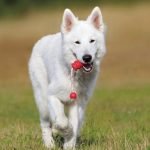Types of Shepherd Dog Breeds: Discover Loyal Companions