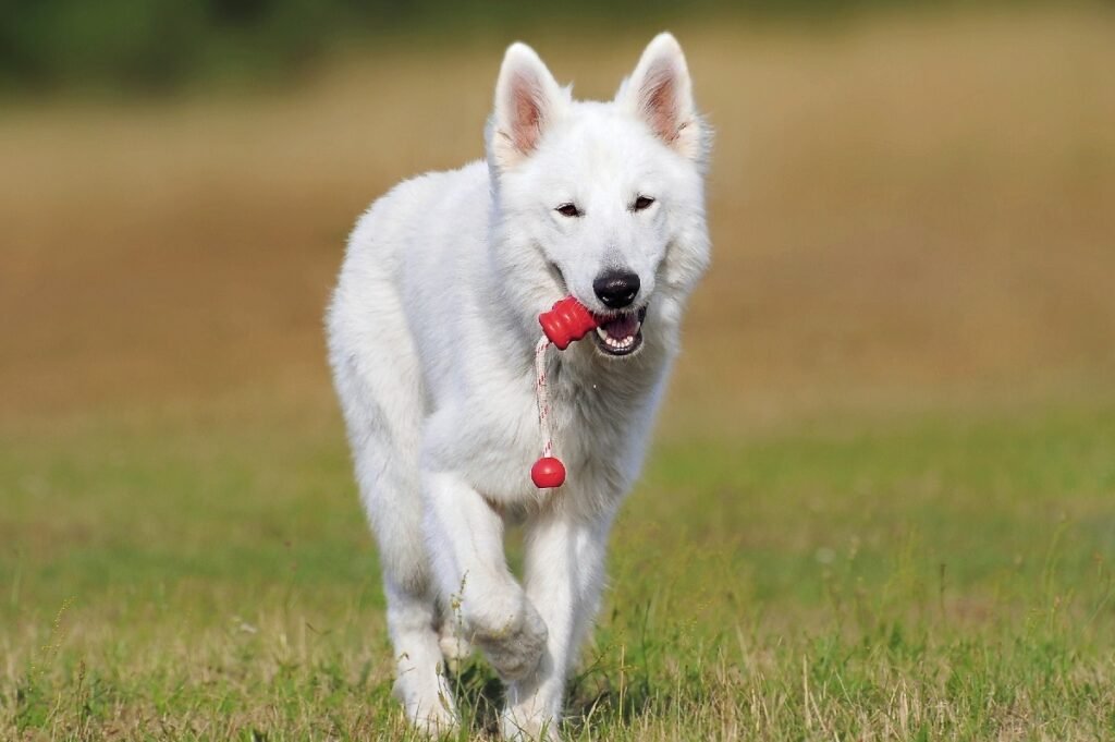 Types of Shepherd Dog Breeds: Discover Loyal Companions
