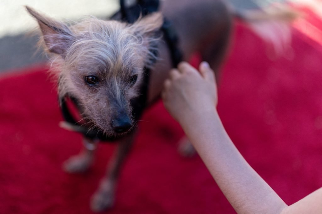 Ugliest Dog Breeds: Discover Adorable Imperfections
