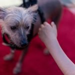 Ugliest Dog Breeds: Discover Adorable Imperfections