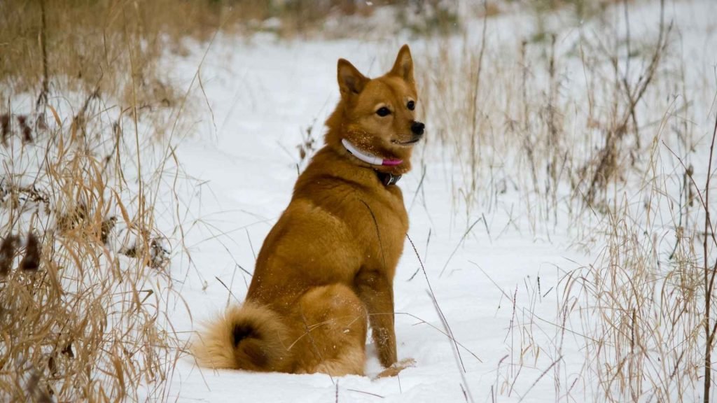 Uncommon Dog Breeds: Discover Rare Canine Gems