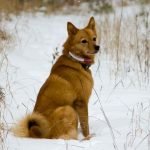 Uncommon Dog Breeds: Discover Rare Canine Gems