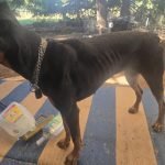 Underfed Dog Behaviour: Signs, Causes & Solutions