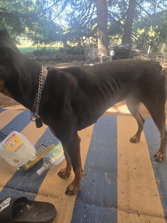 Underfed Dog Behaviour: Signs, Causes & Solutions