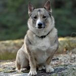 Unique Dog Breeds: Discover Rare and Fascinating Types