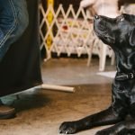 Unleashed Dog Training: Transform Your Pup’s Behavior