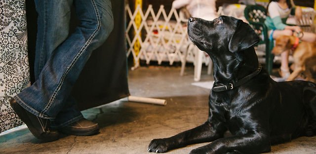 Unleashed Dog Training: Transform Your Pup’s Behavior