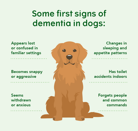 Unusual Behaviour in Dogs: Decoding the Mystery