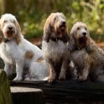 Unusual Dog Breeds: Discover Rare Canine Companions
