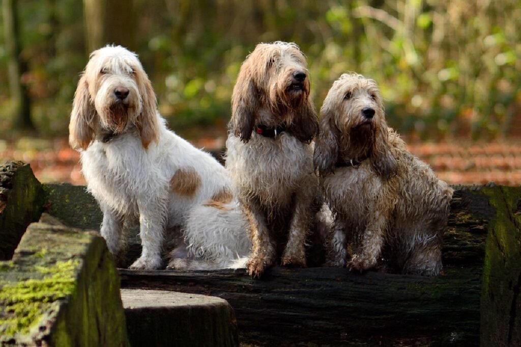 Unusual Dog Breeds: Discover Rare Canine Companions