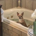 Upland Dog Grooming: Transform Your Pet’s Look Today