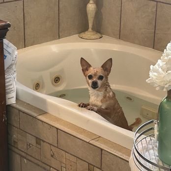 Upland Dog Grooming: Transform Your Pet’s Look Today