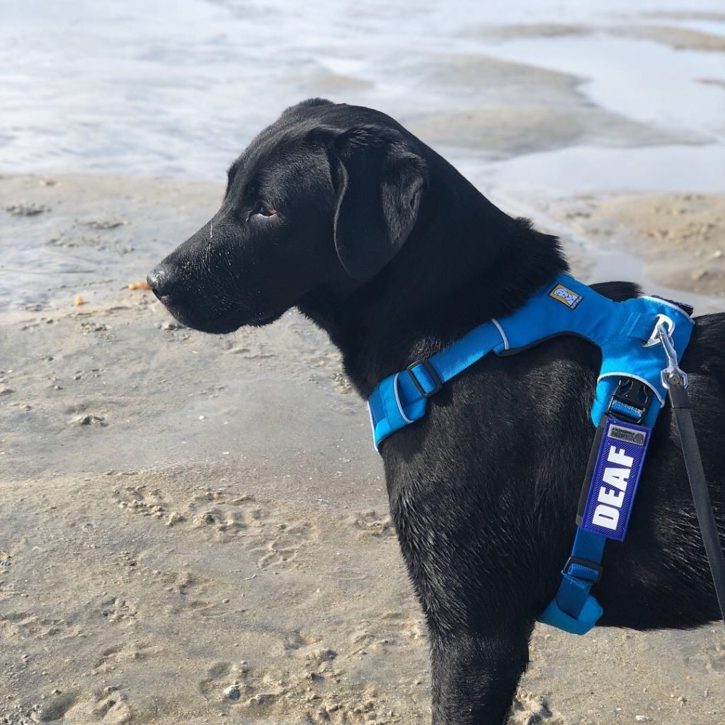 Using Shock Collar to Train Dog: Effective or Harmful?