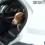 Vicious Dog Rescue: Transforming Fear into Love 2025