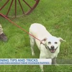 Video Dog Training: Master Obedience in Days