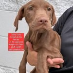 Vizsla Dogs for Adoption: Find Your Perfect Companion