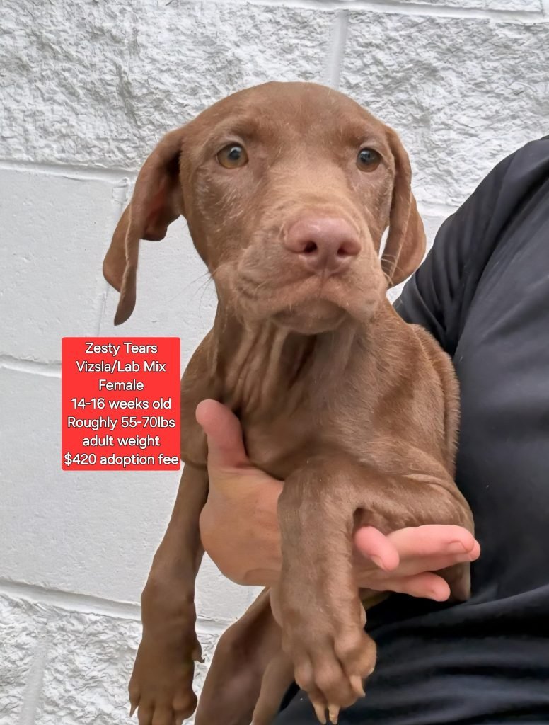 Vizsla Dogs for Adoption: Find Your Perfect Companion