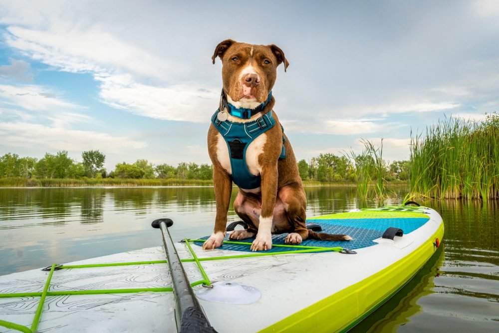 Water Activities for Dogs: Splash into Summer Fun