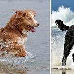 Water Dog Breeds: Dive into Top Aquatic Companions