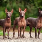 Weird Dog Breeds: Discover Rare and Unusual Canines