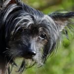 Weirdest Dog Breeds: Unusual Pups That Amaze