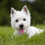 Westie Dog Health Issues: Essential Tips for Wellness