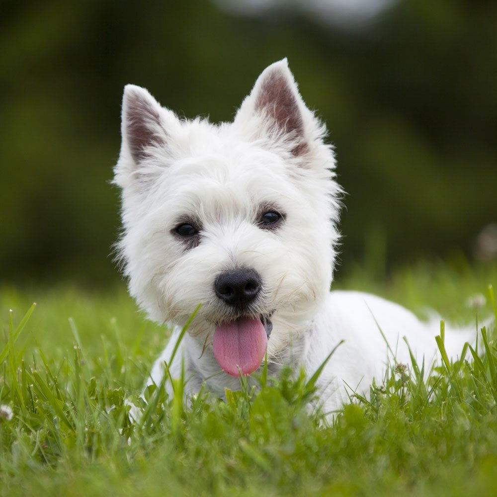 Westie Dog Health Issues: Essential Tips for Wellness