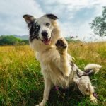 What are the Smartest Dog Breeds: Top Picks Unveiled