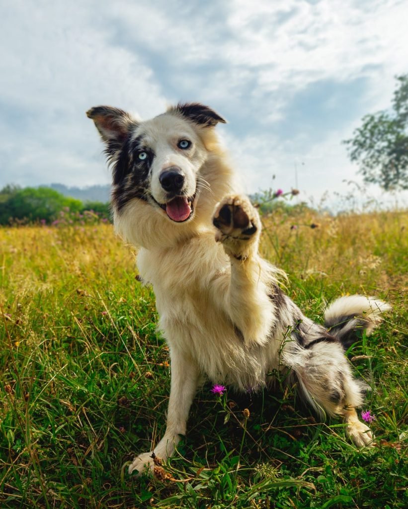 What are the Smartest Dog Breeds: Top Picks Unveiled