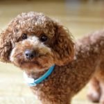 What Breed of Dog Has the Least Health Issues: Discover Top Picks