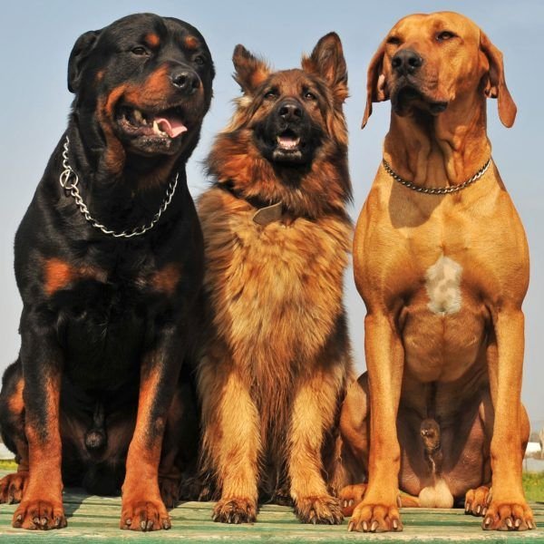 What Breeds are Good Guard Dogs: Top Picks Revealed