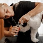 What Does a Dog Groomer Do: Unveiling Pet Care Secrets