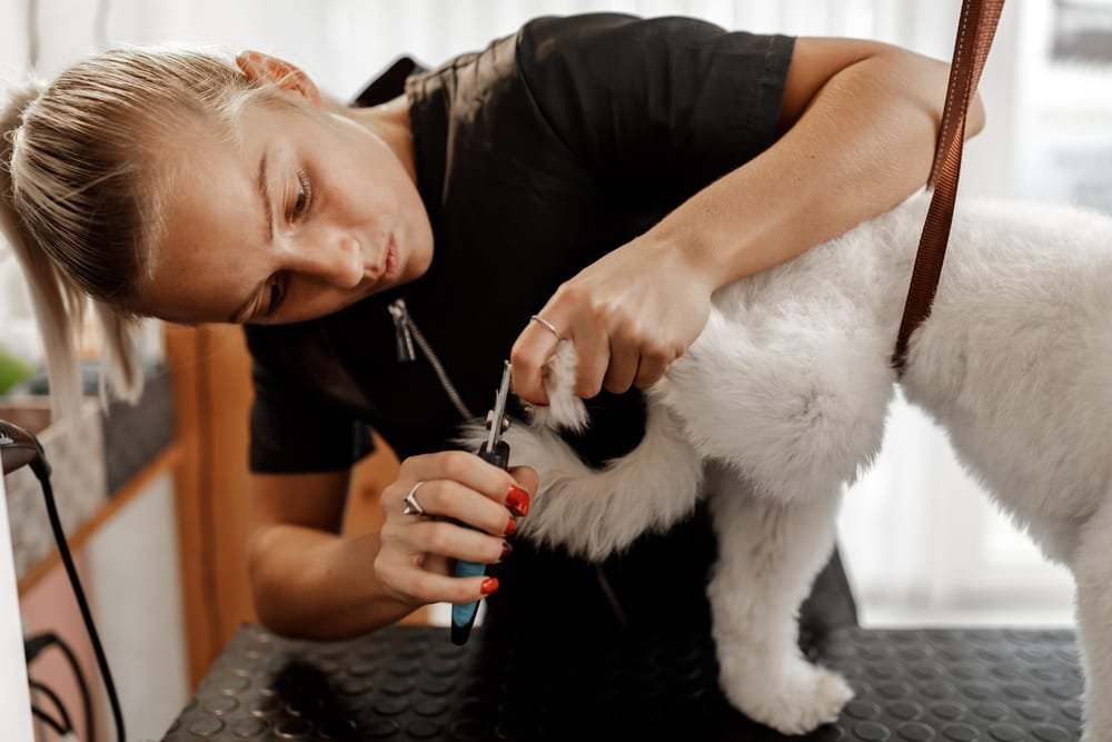 What Does a Dog Groomer Do: Unveiling Pet Care Secrets