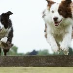 What Dog Breed Has the Least Health Problems: Top Picks