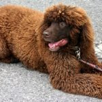 What Dog Breeds Have Webbed Feet: Discover Top Pups