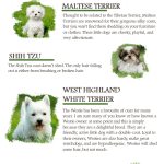 What Dog Breeds Shed the Least: Top Low-Shedding Pups