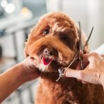 What is Dog Grooming: Unlock Your Pet’s Best Look