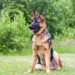 What is the Easiest Dog to Train: Top Picks for Beginners