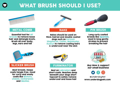 What Shots Do Dogs Need to Get Groomed: Essential Guide