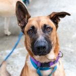 Where to Find Adoptable Dogs: Discover Top Places