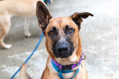 Where to Find Adoptable Dogs: Discover Top Places