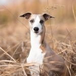 Whippet Dog Health Problems: Essential Care Tips