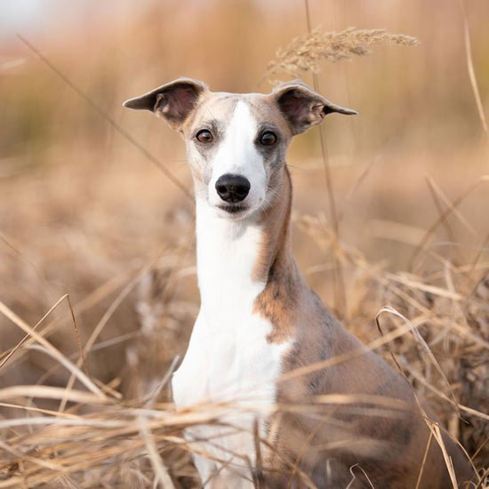 Whippet Dog Health Problems: Essential Care Tips